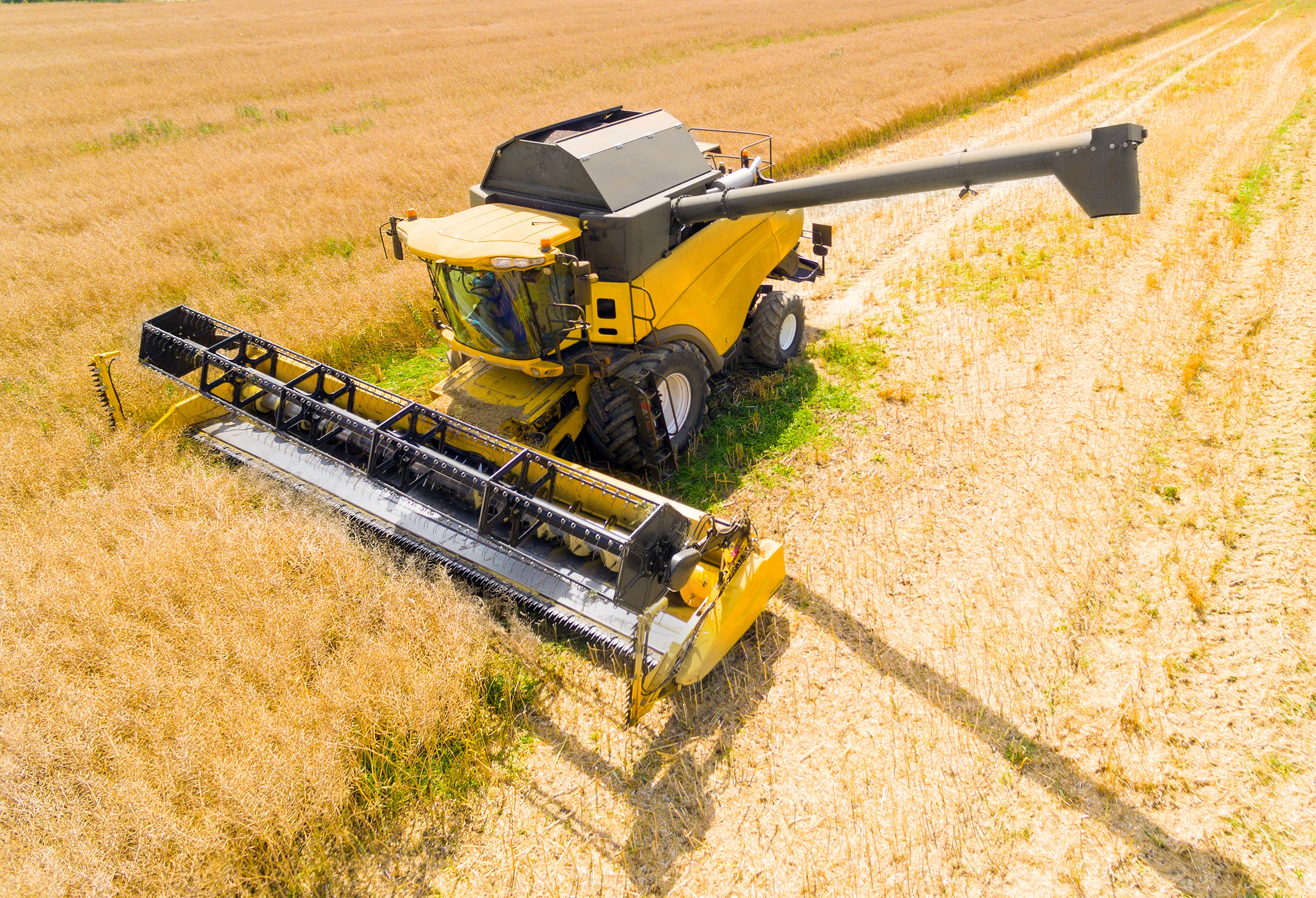 Harvest of wheat field.